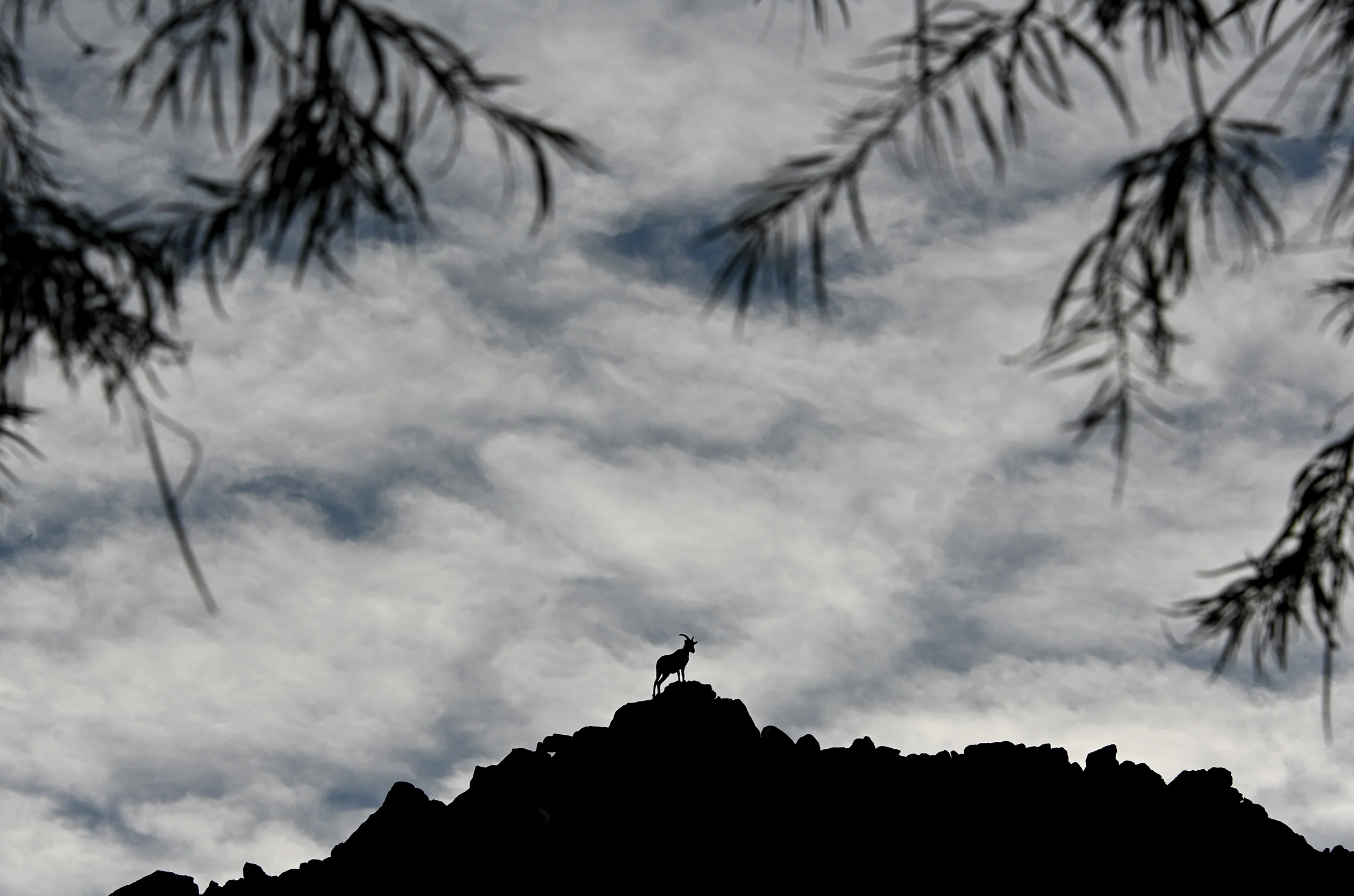 Summit King