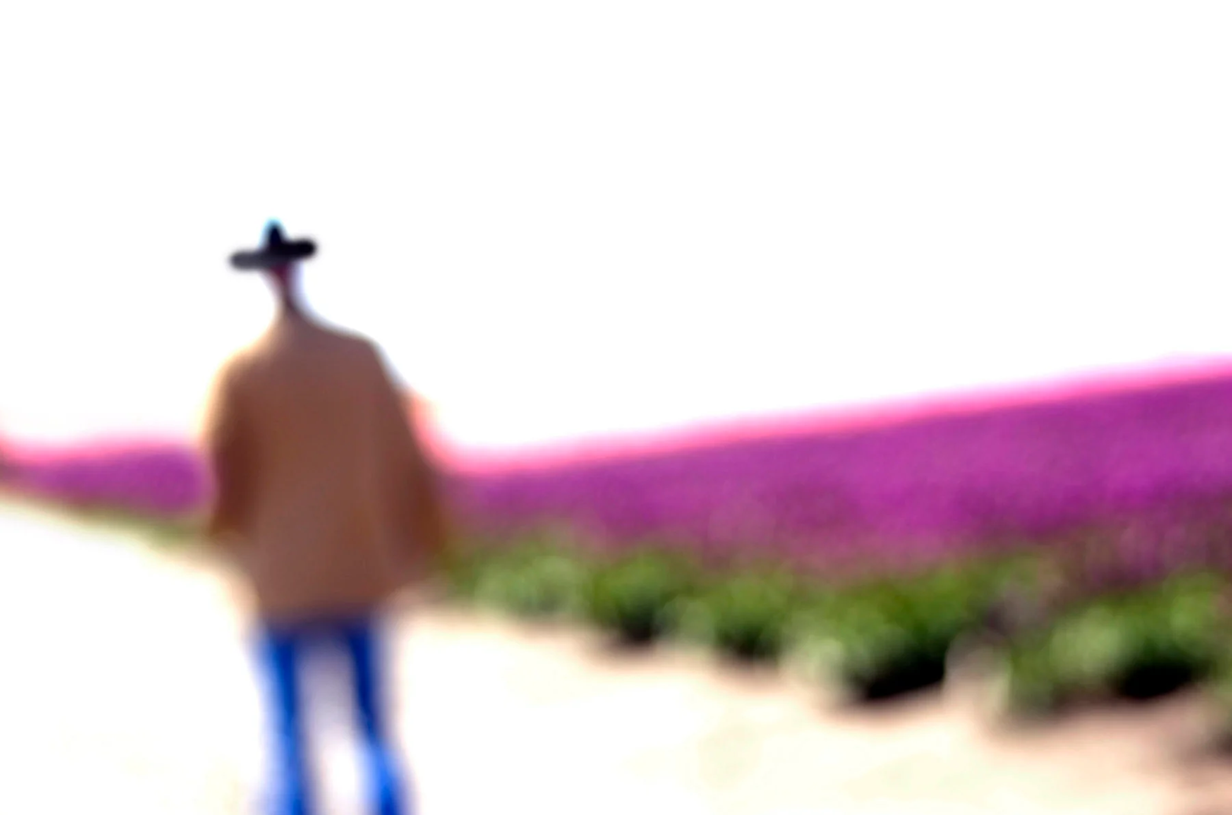 Brokeback Tulips