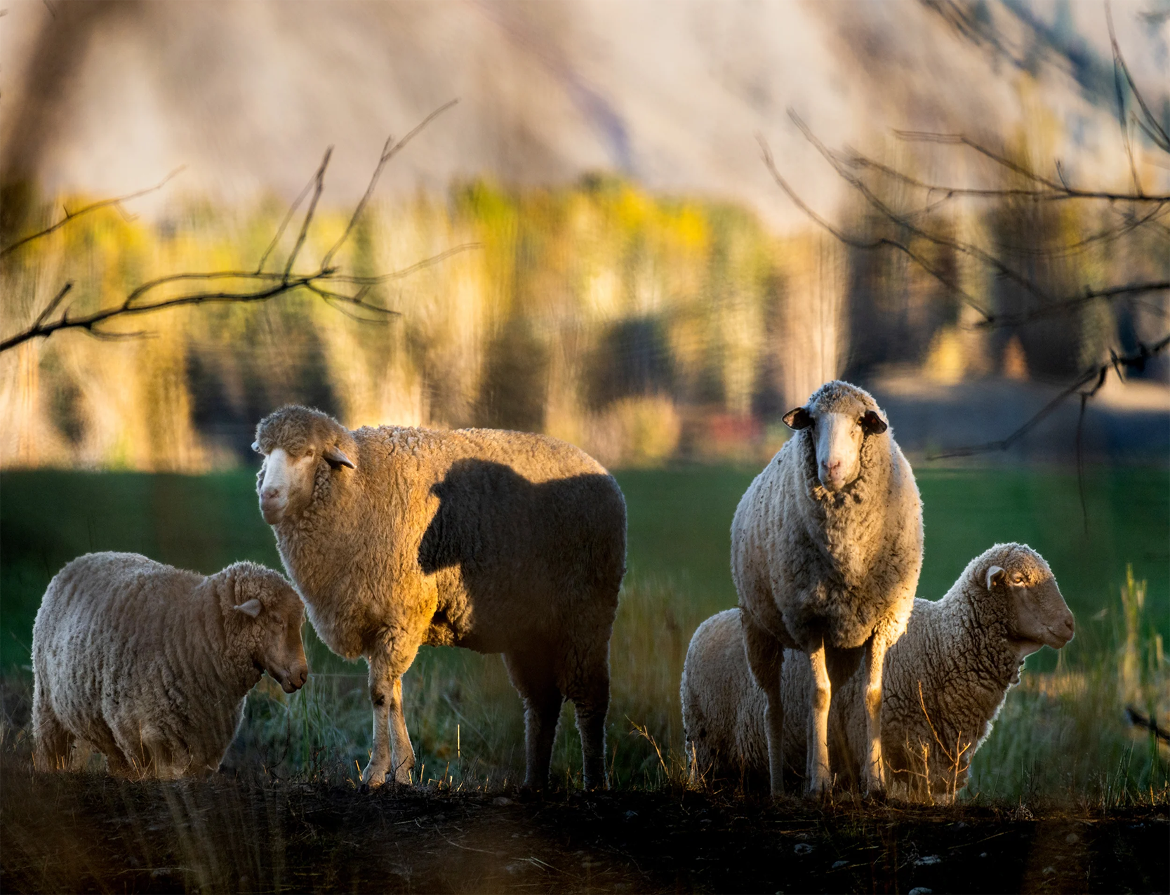 Sheep Shadow