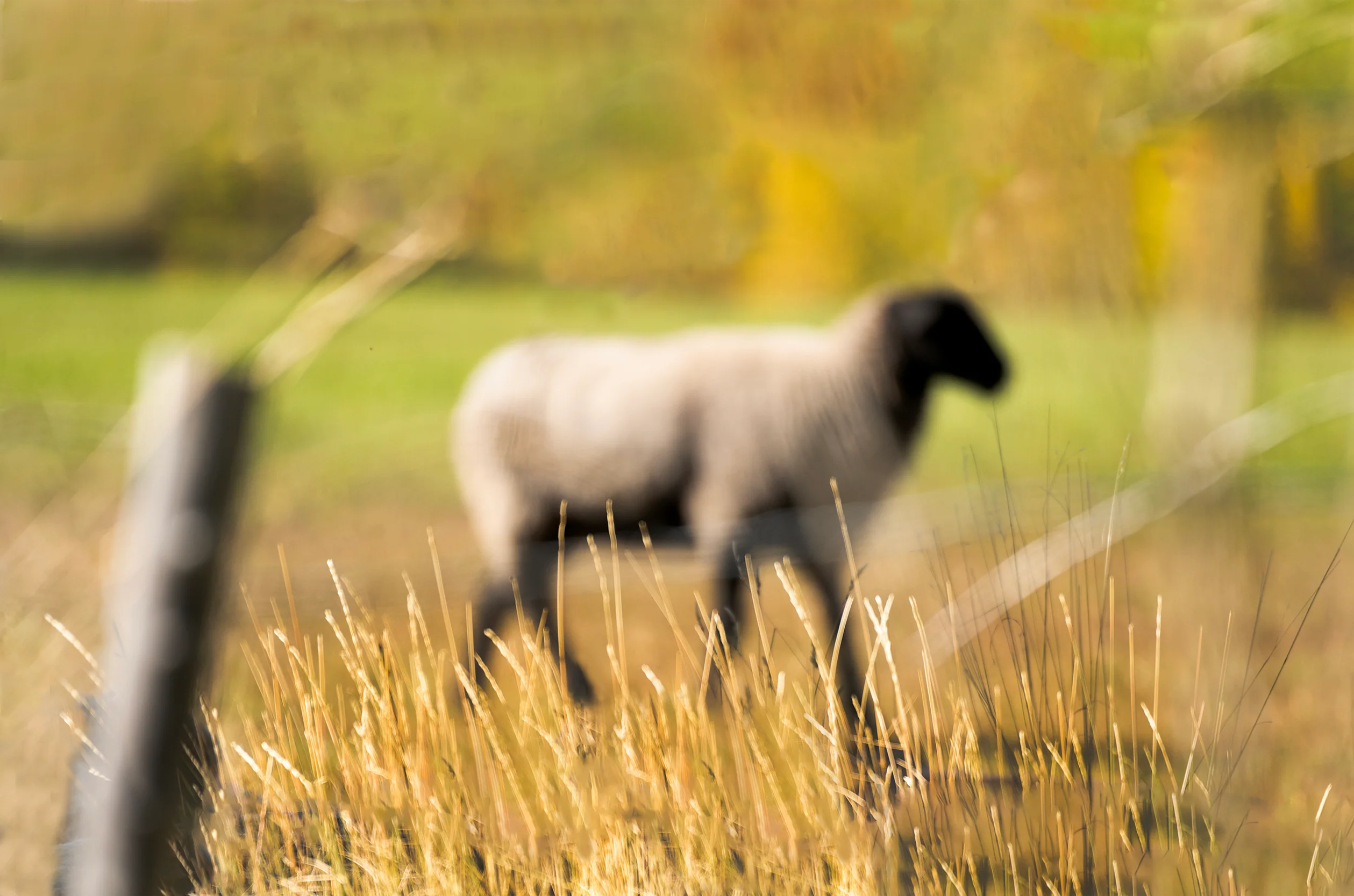 Golden Pasture