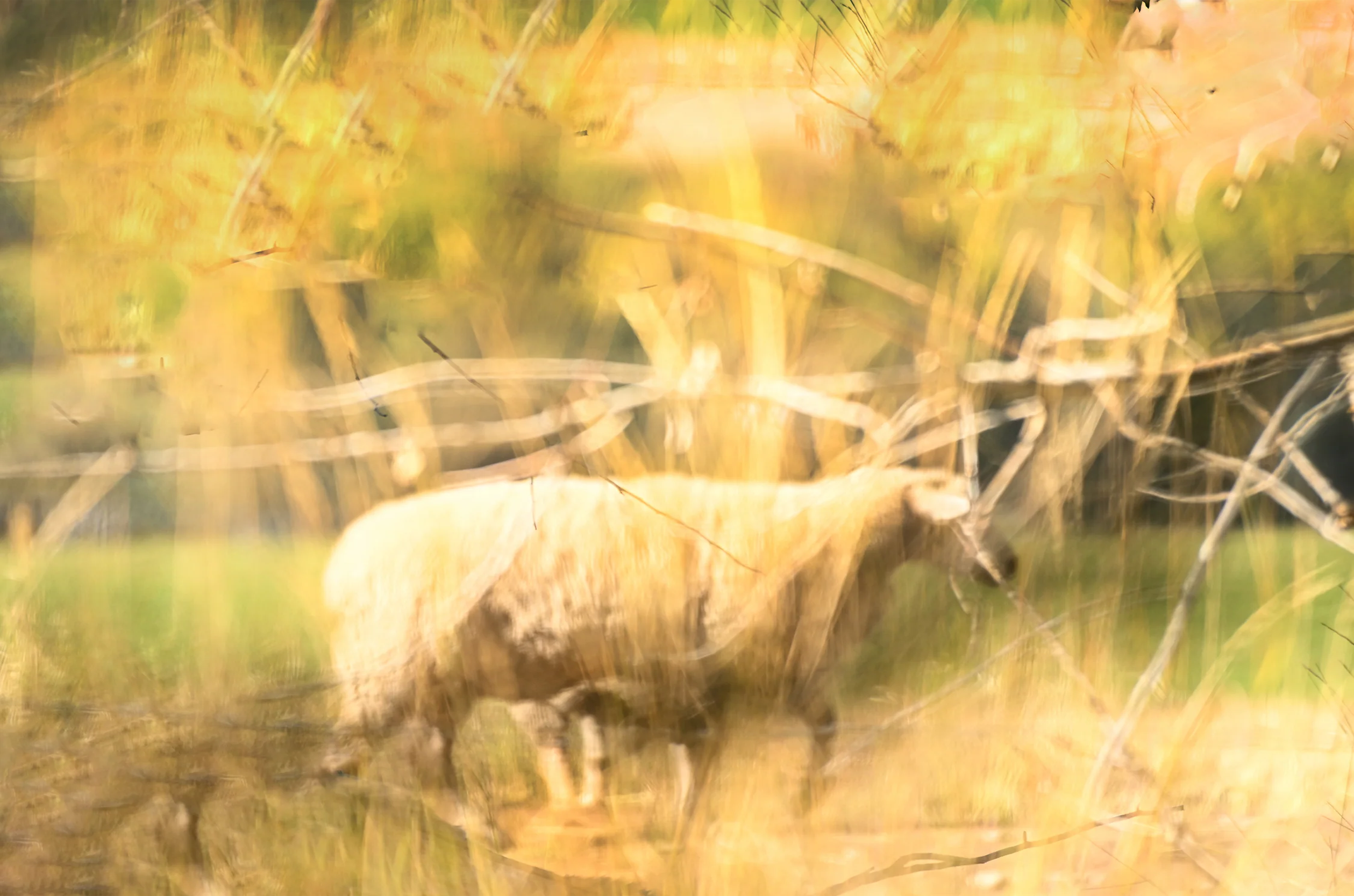Meadow Gold