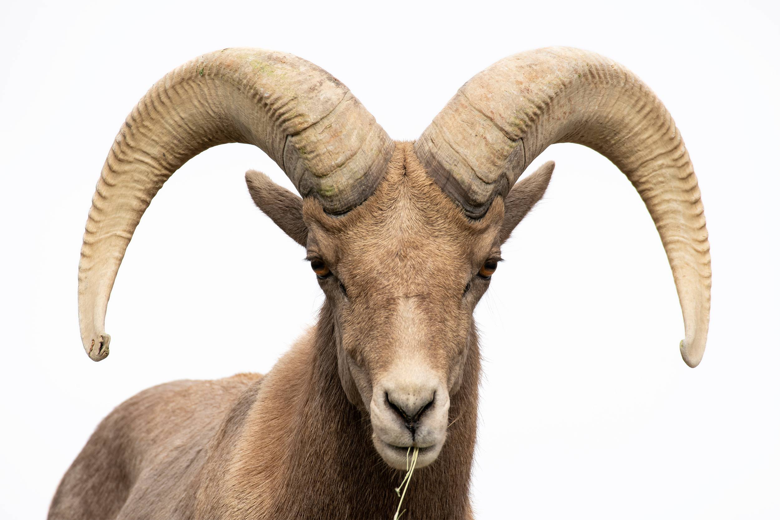 Big Horn #1