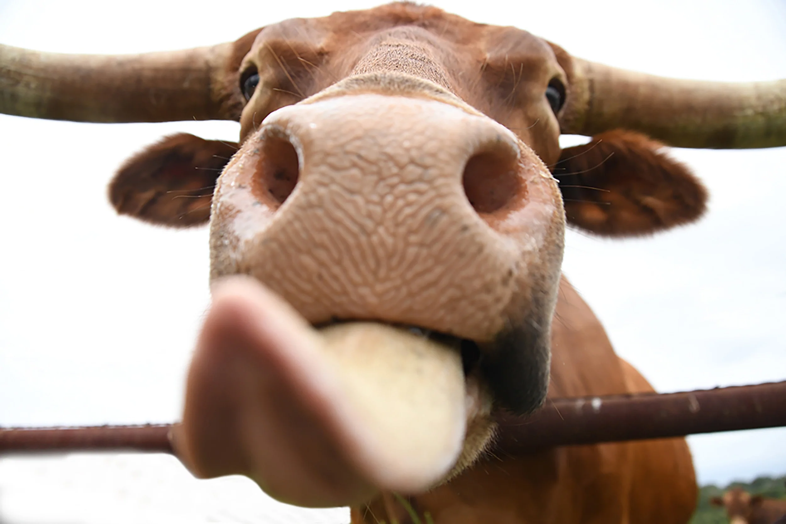 Cow Lick