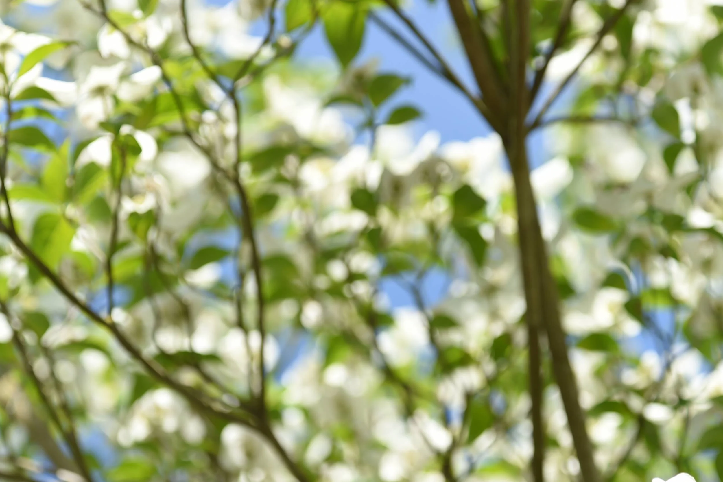 Blossoming