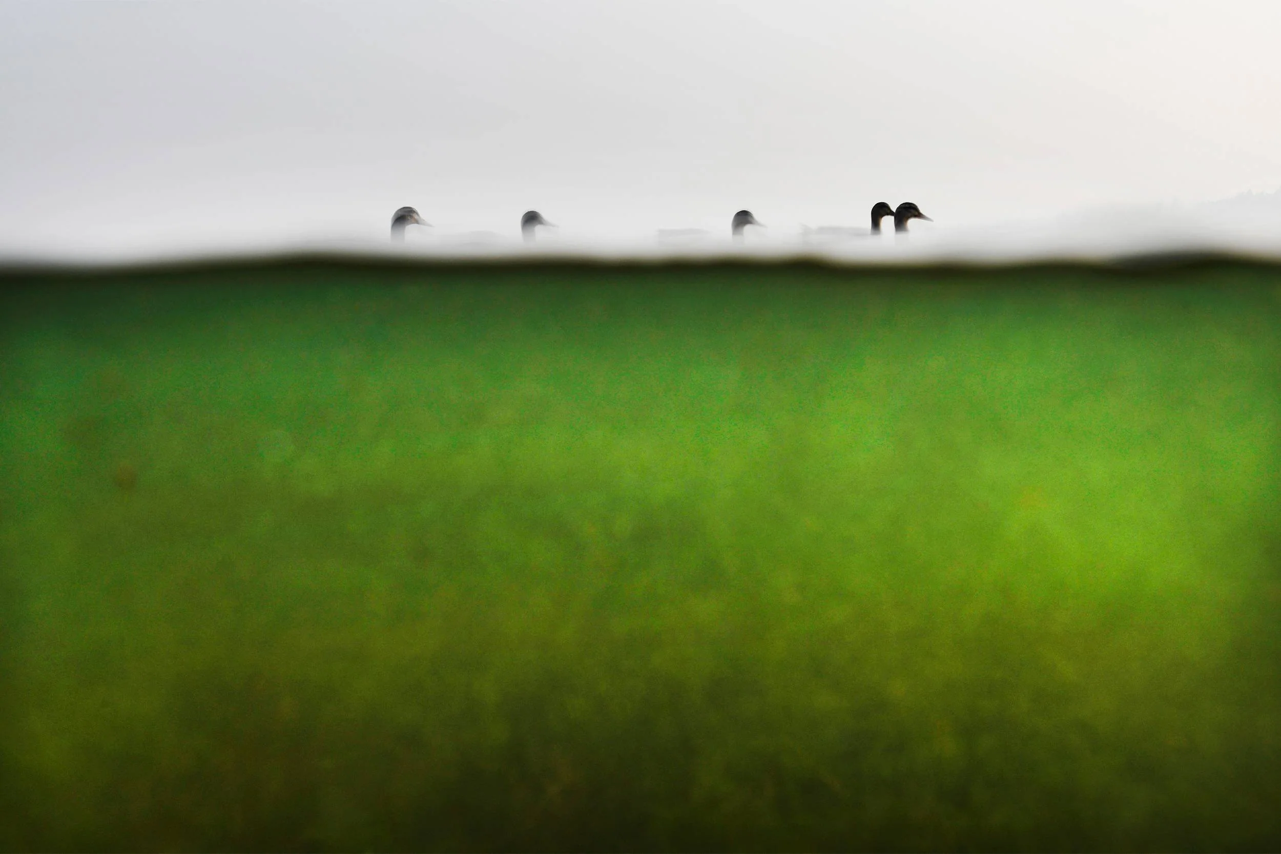 Green Lake