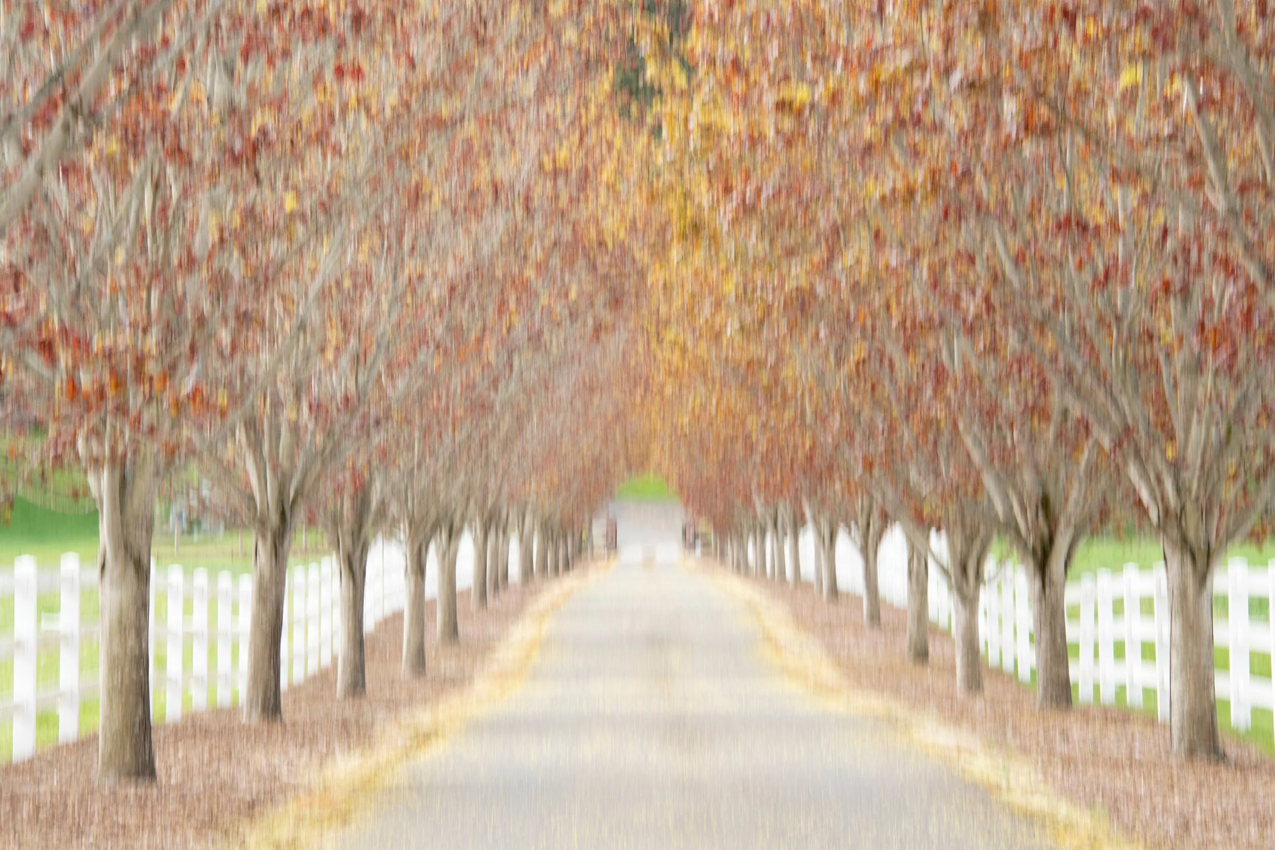 Fences and Trees