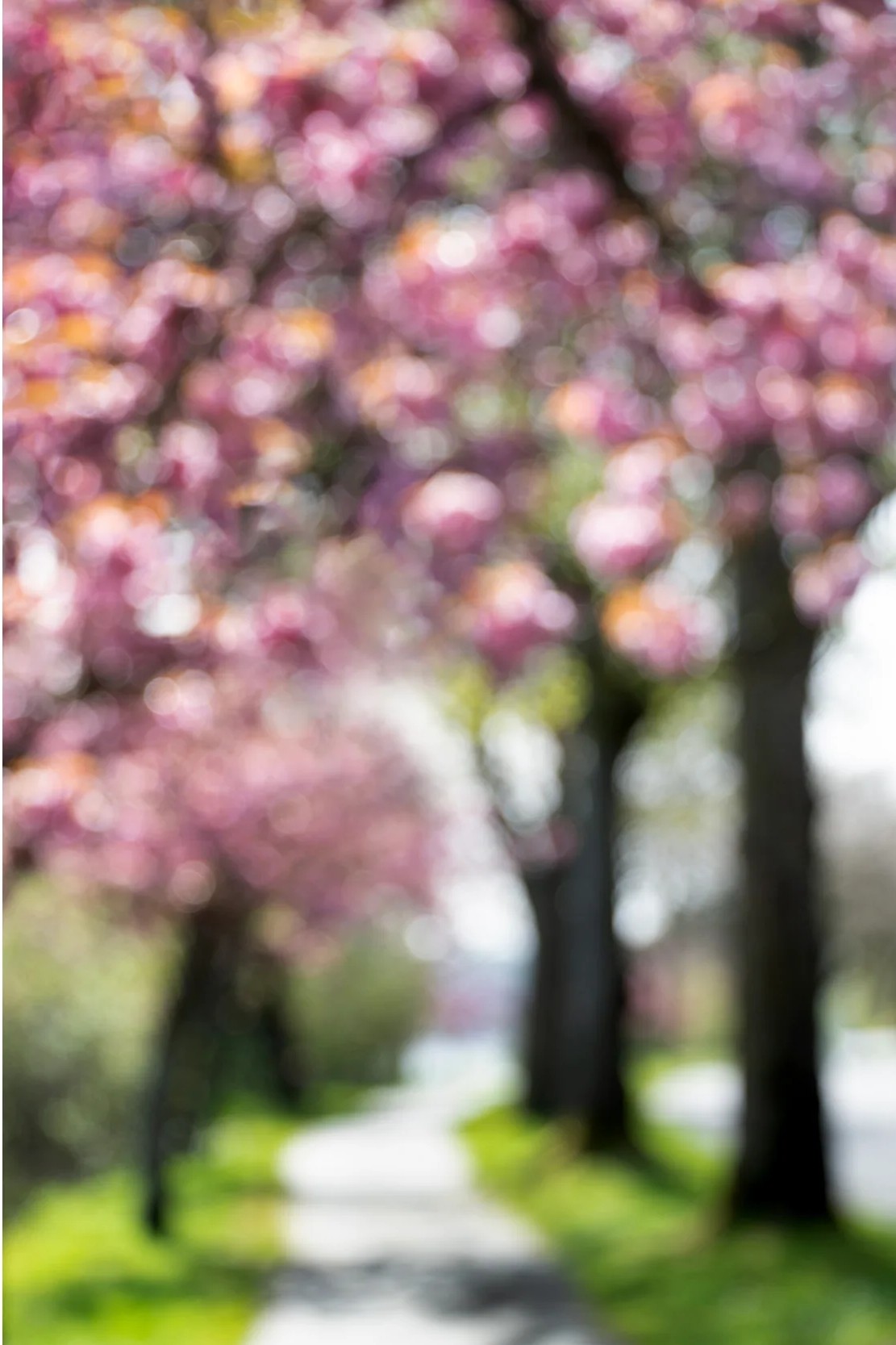 Cherry Lane