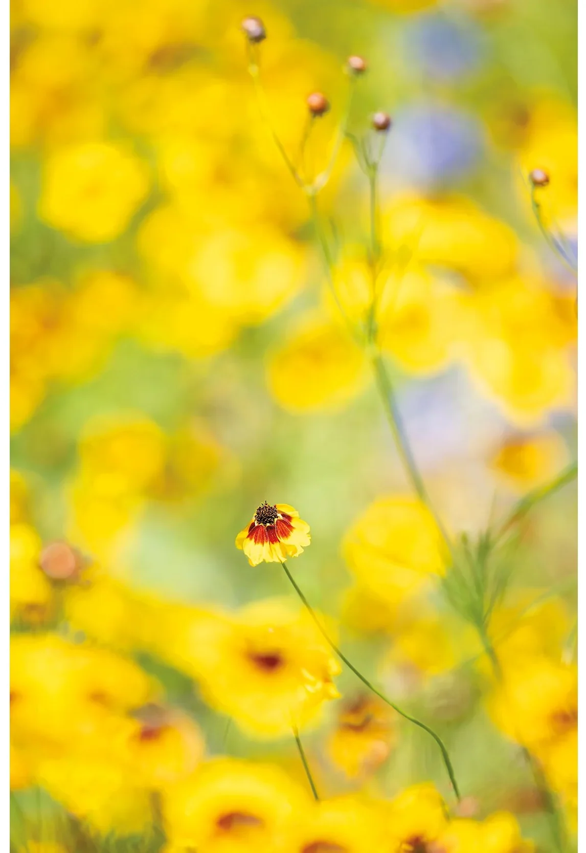 Sun Bloom