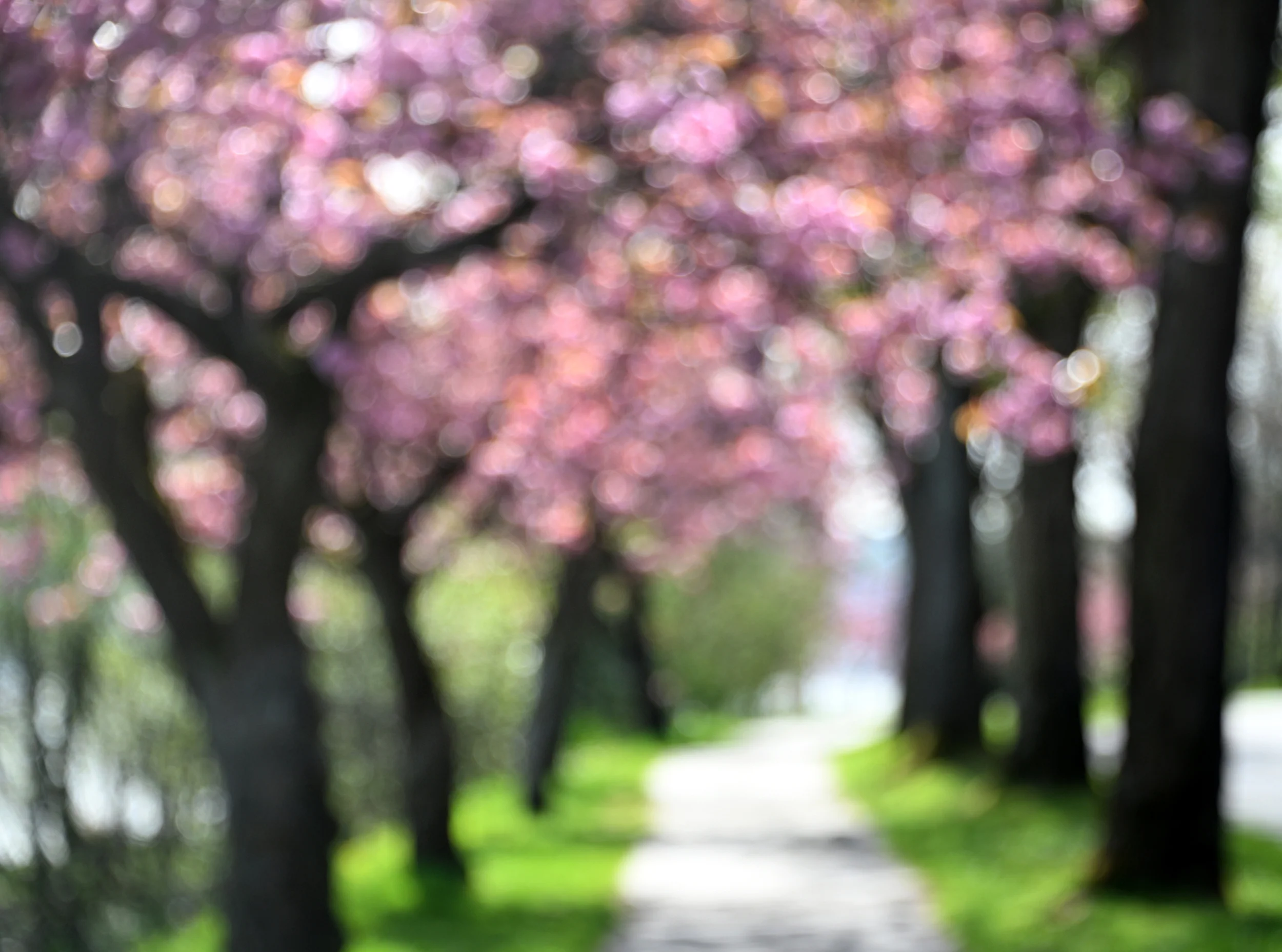 Cherry Path