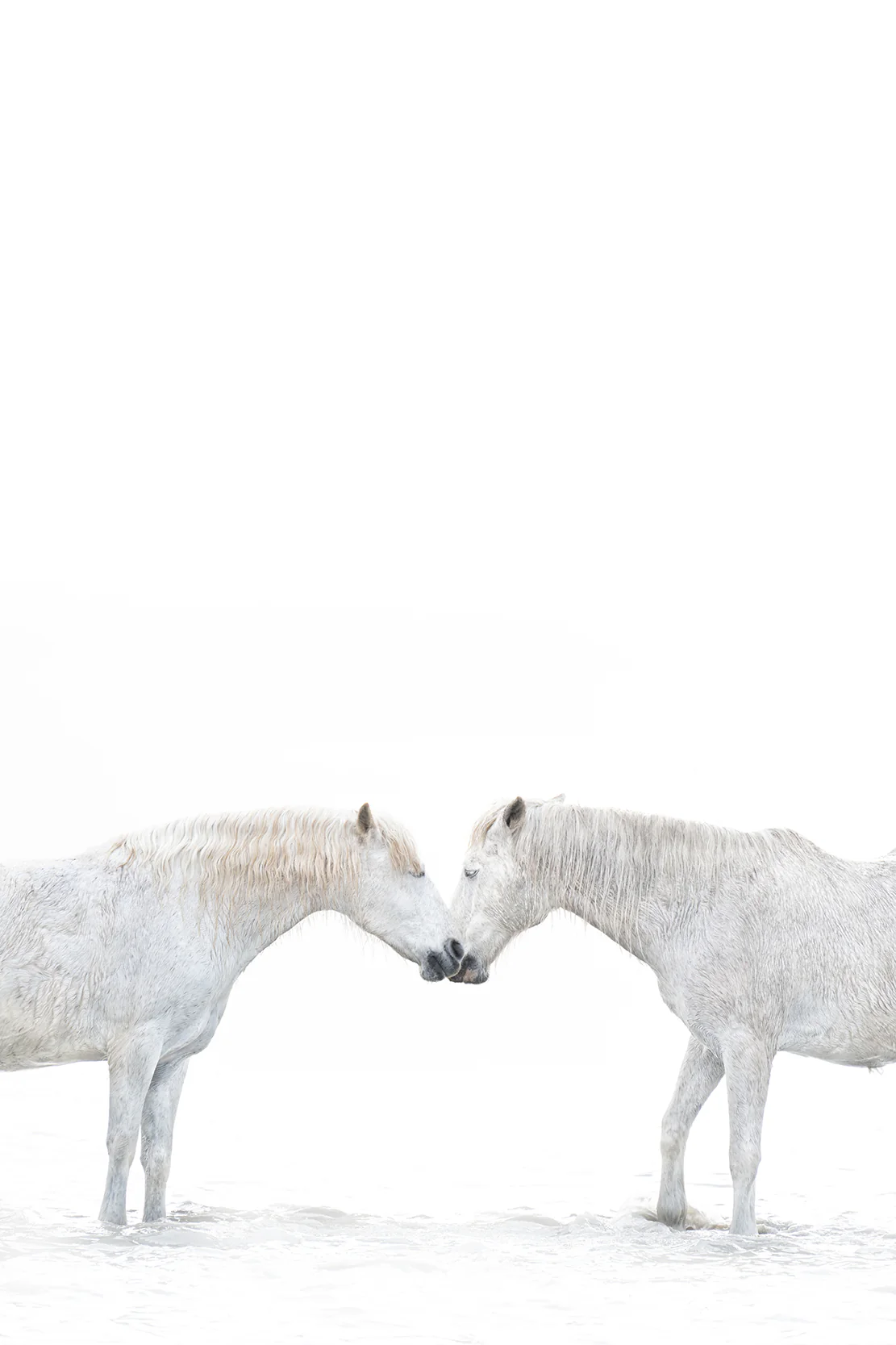 Horse Love