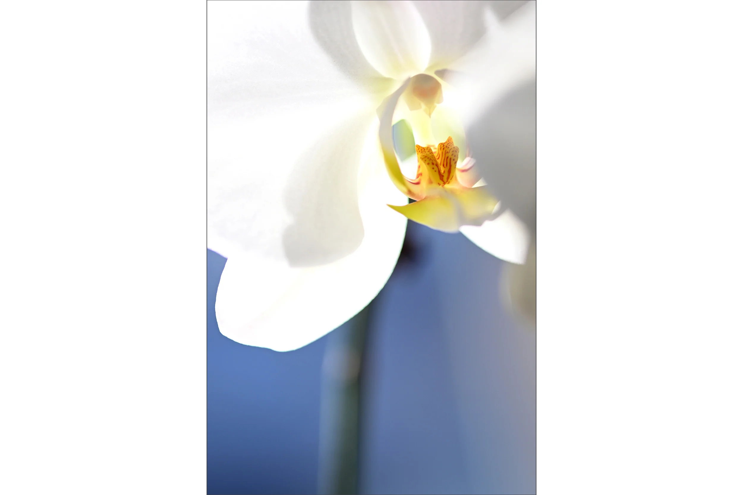 Orchid #2
