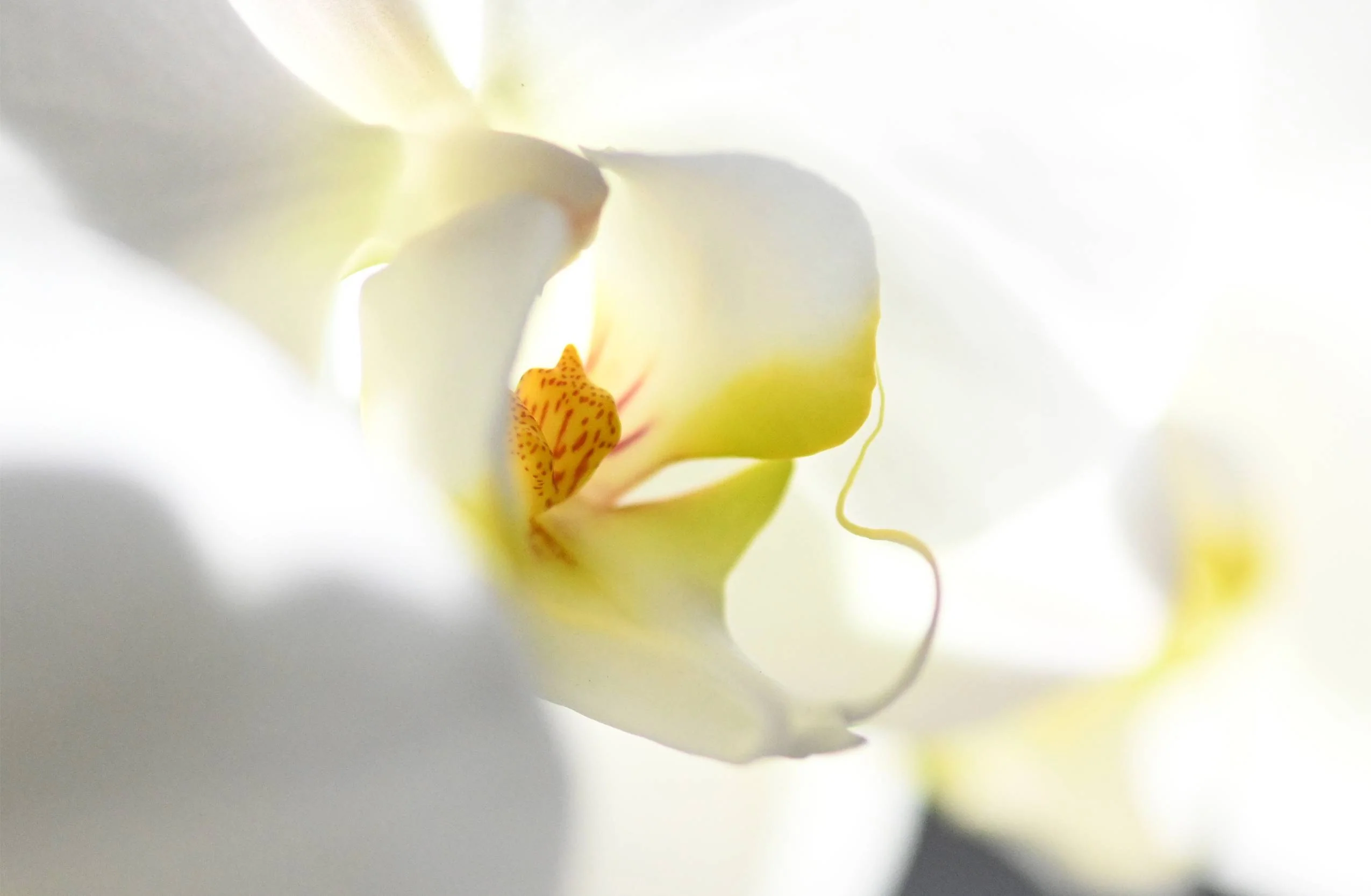 Orchid