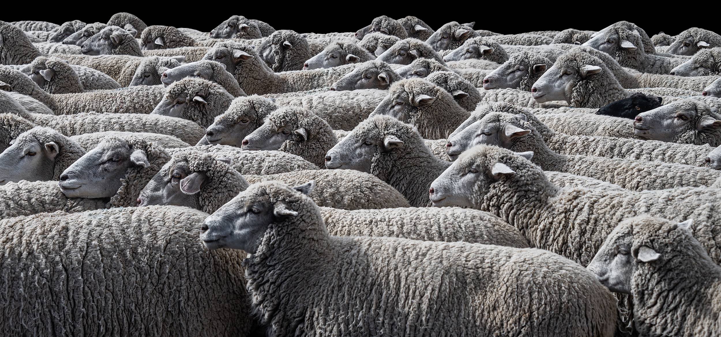 Counting Sheep