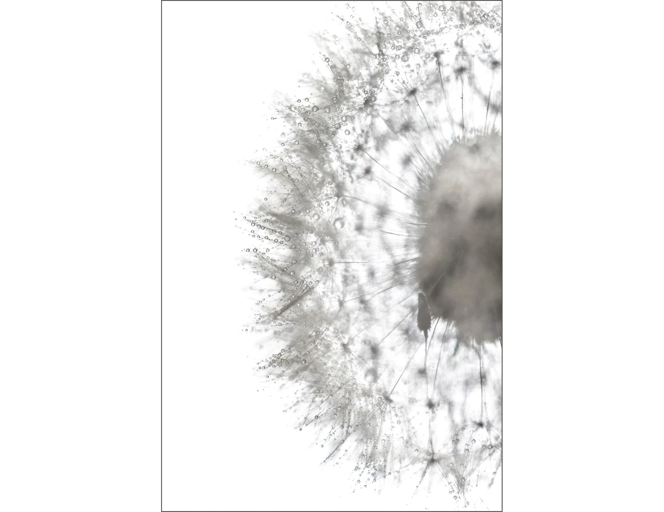 Silvered Seeds