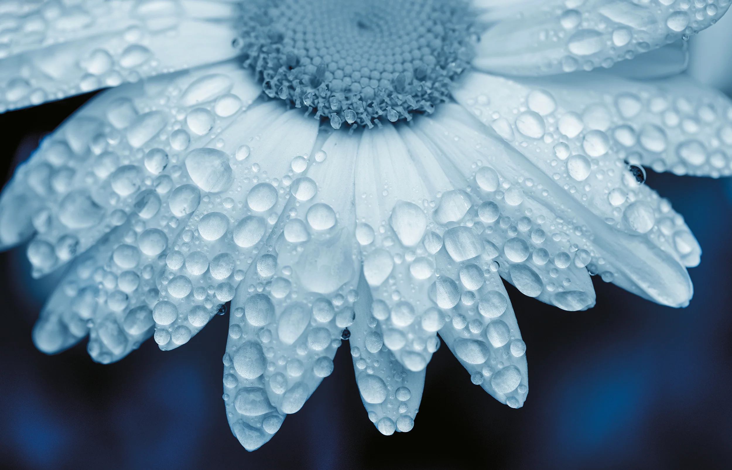 Daisy Drops