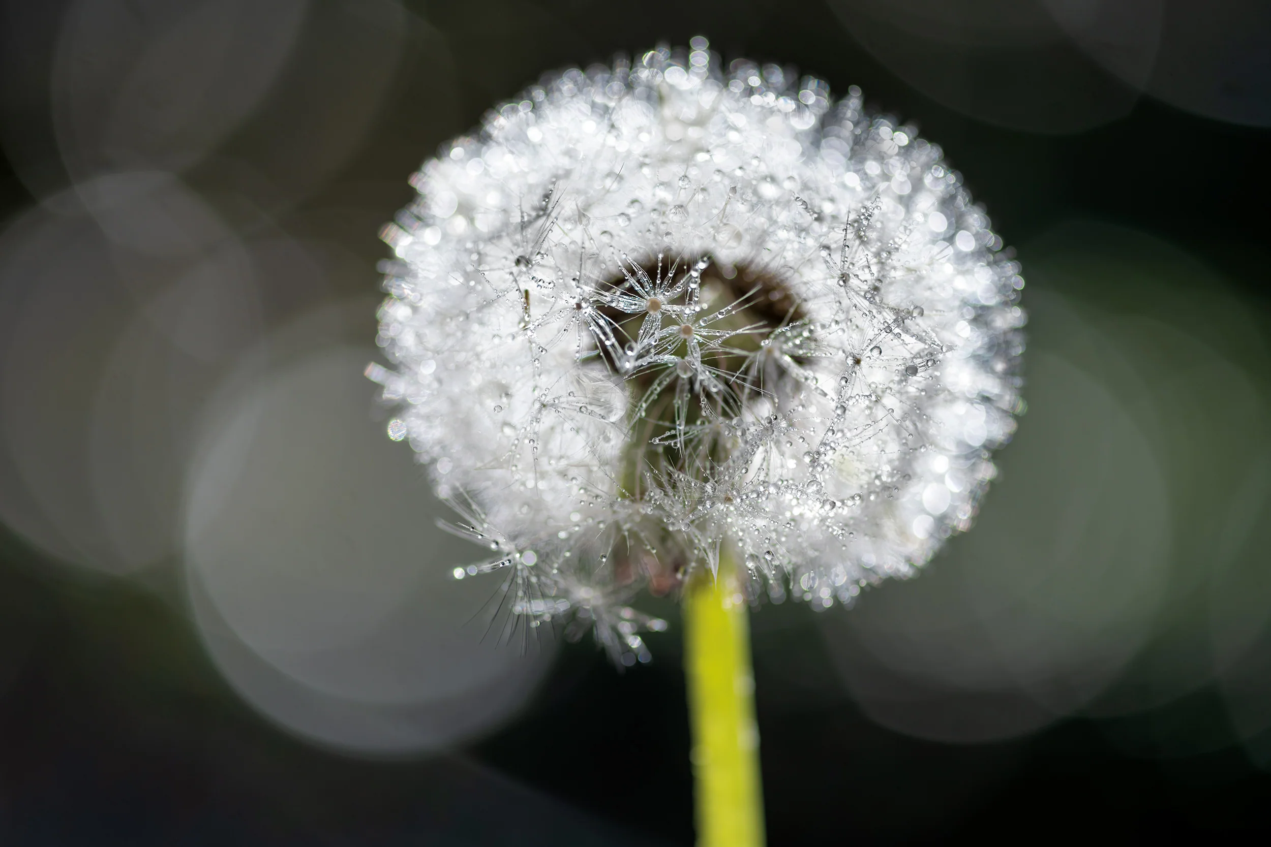 Dandelion Dew
