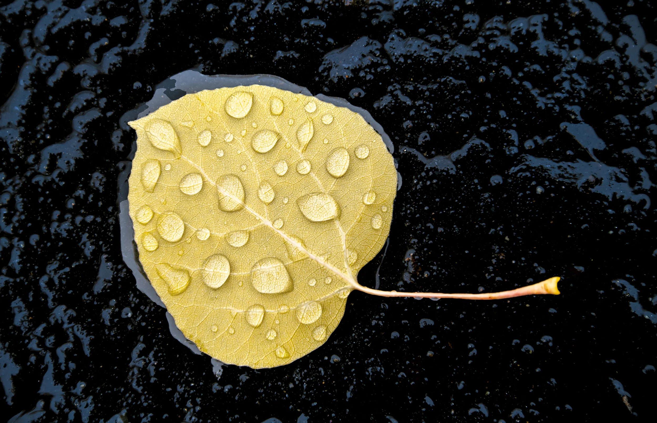 Fallen Gold