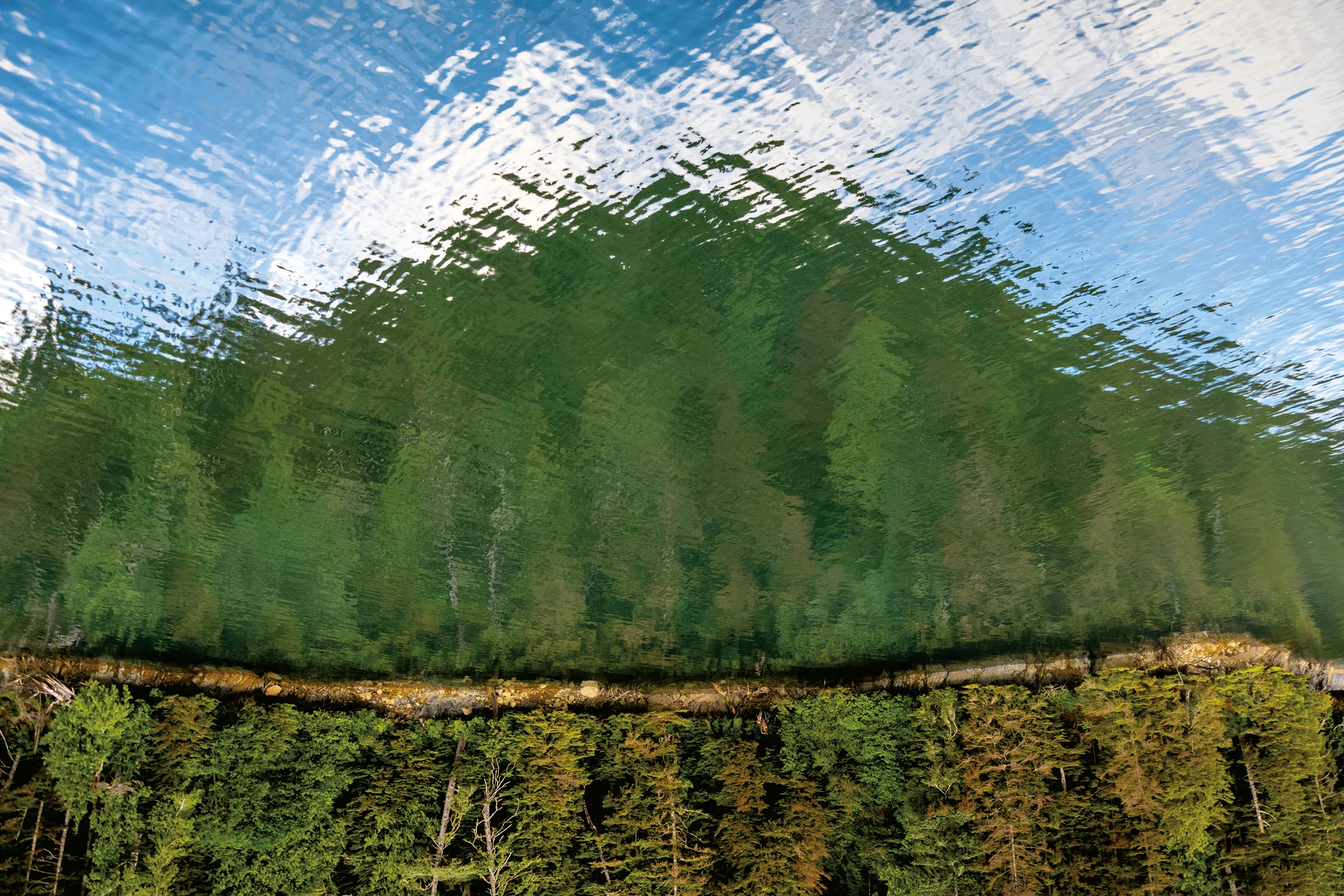 Tree and Mountain