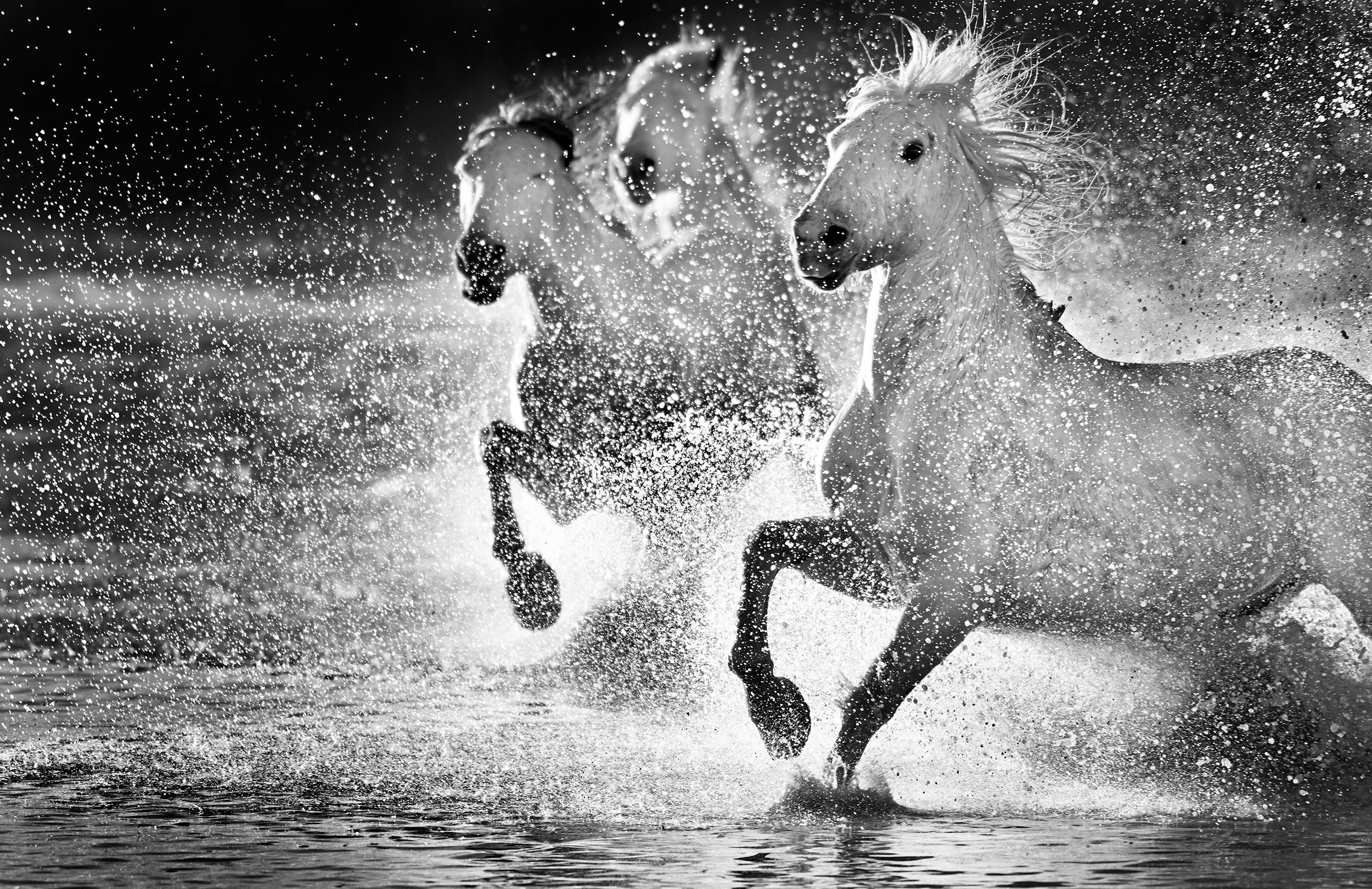 Wild Hearts