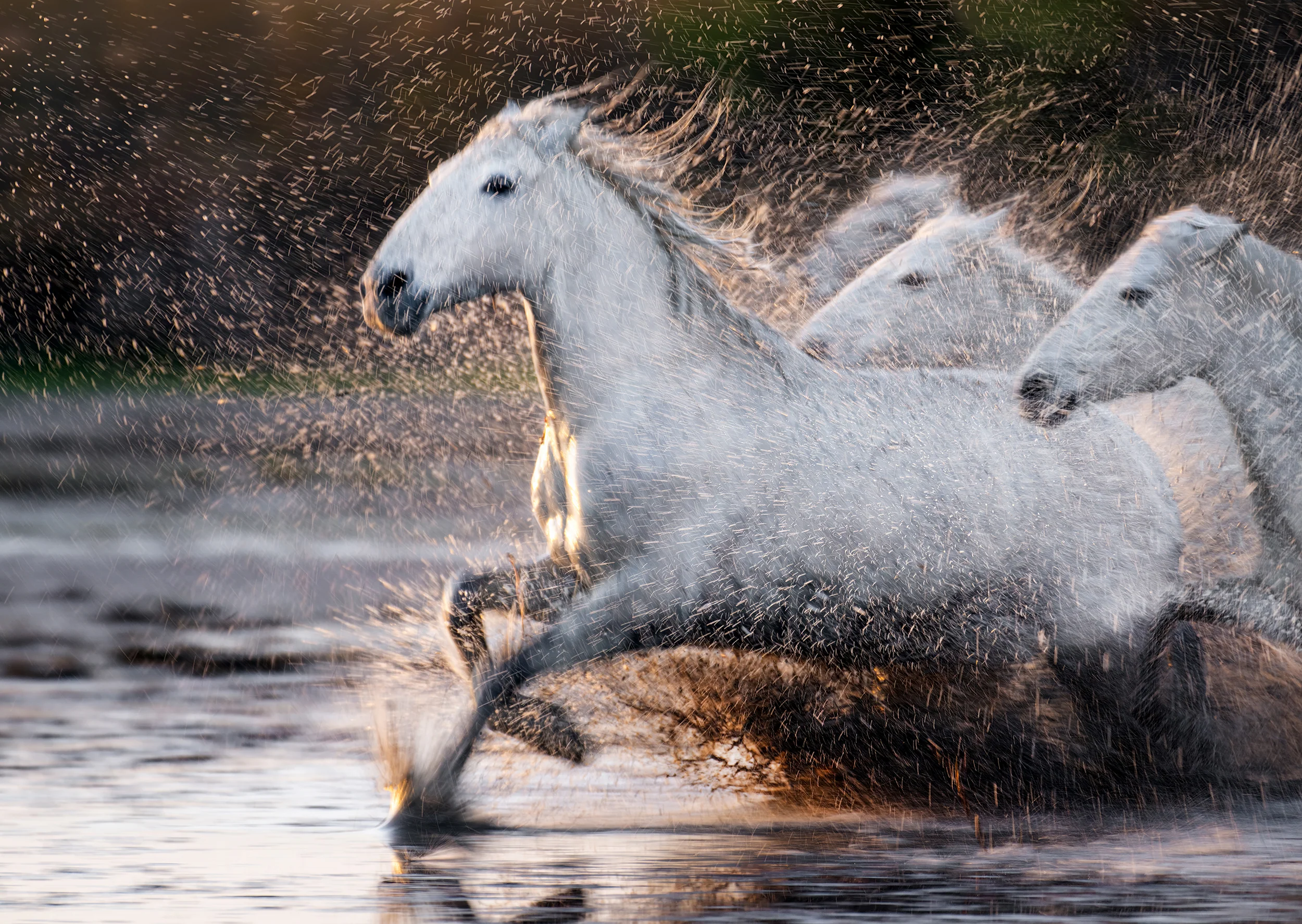 Shimmering Spirits
