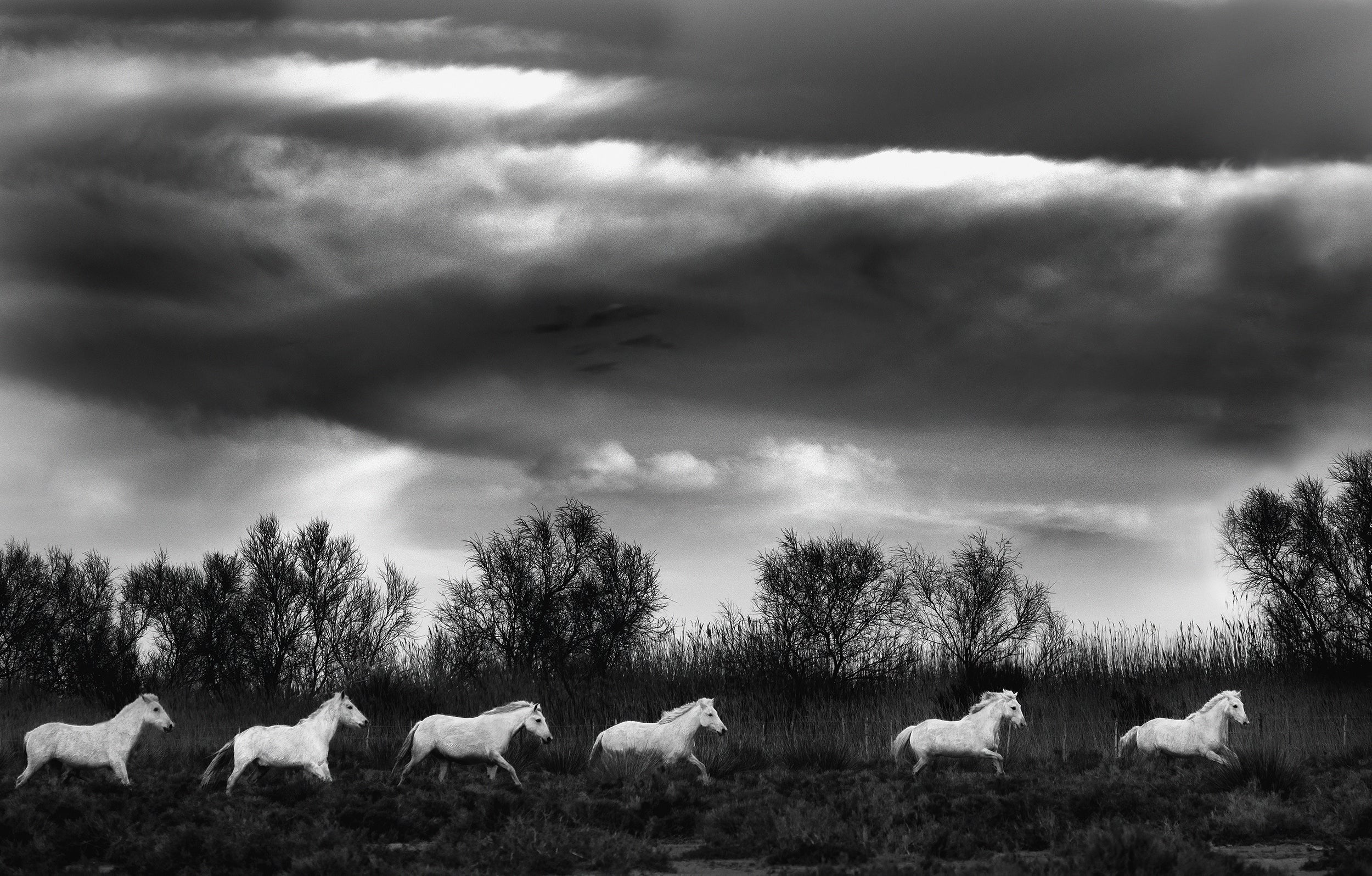 Running Wild