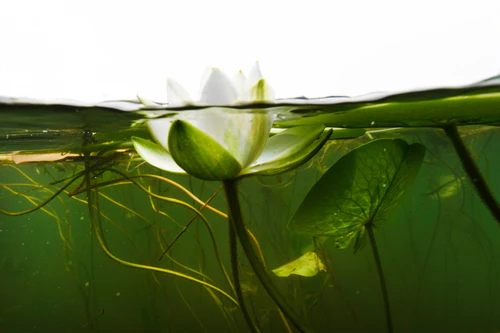 Lily