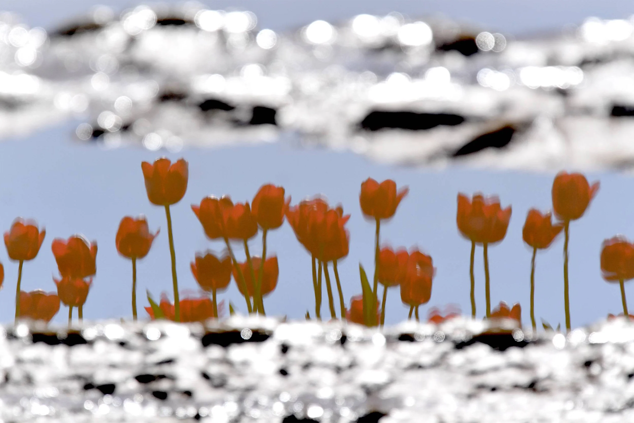 Tulip Mirror
