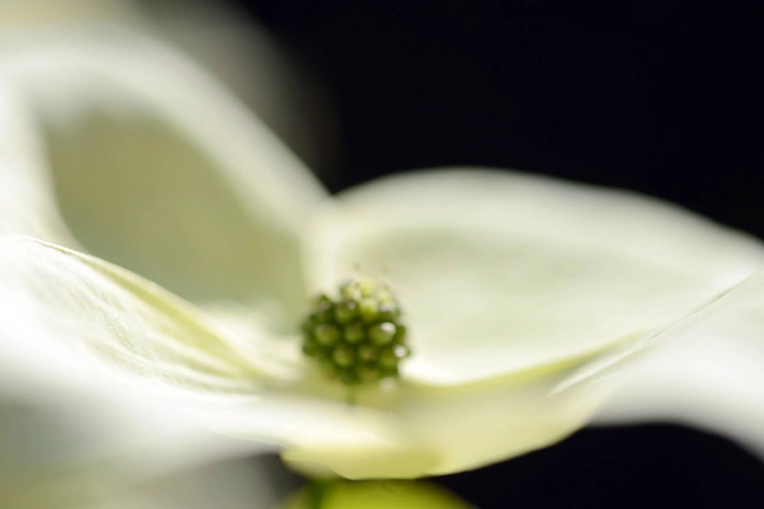 Inner Bloom