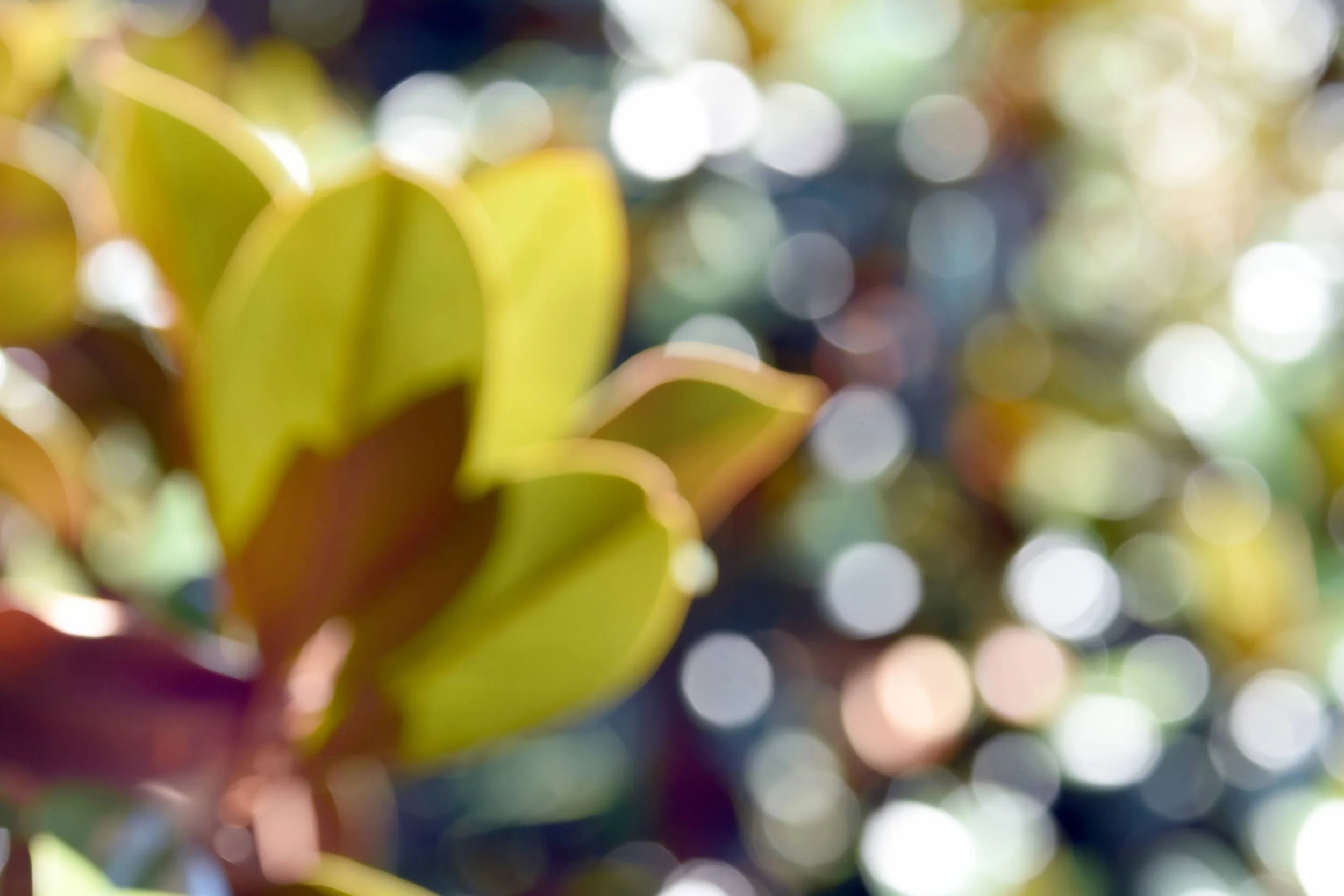 Sun Sparkle