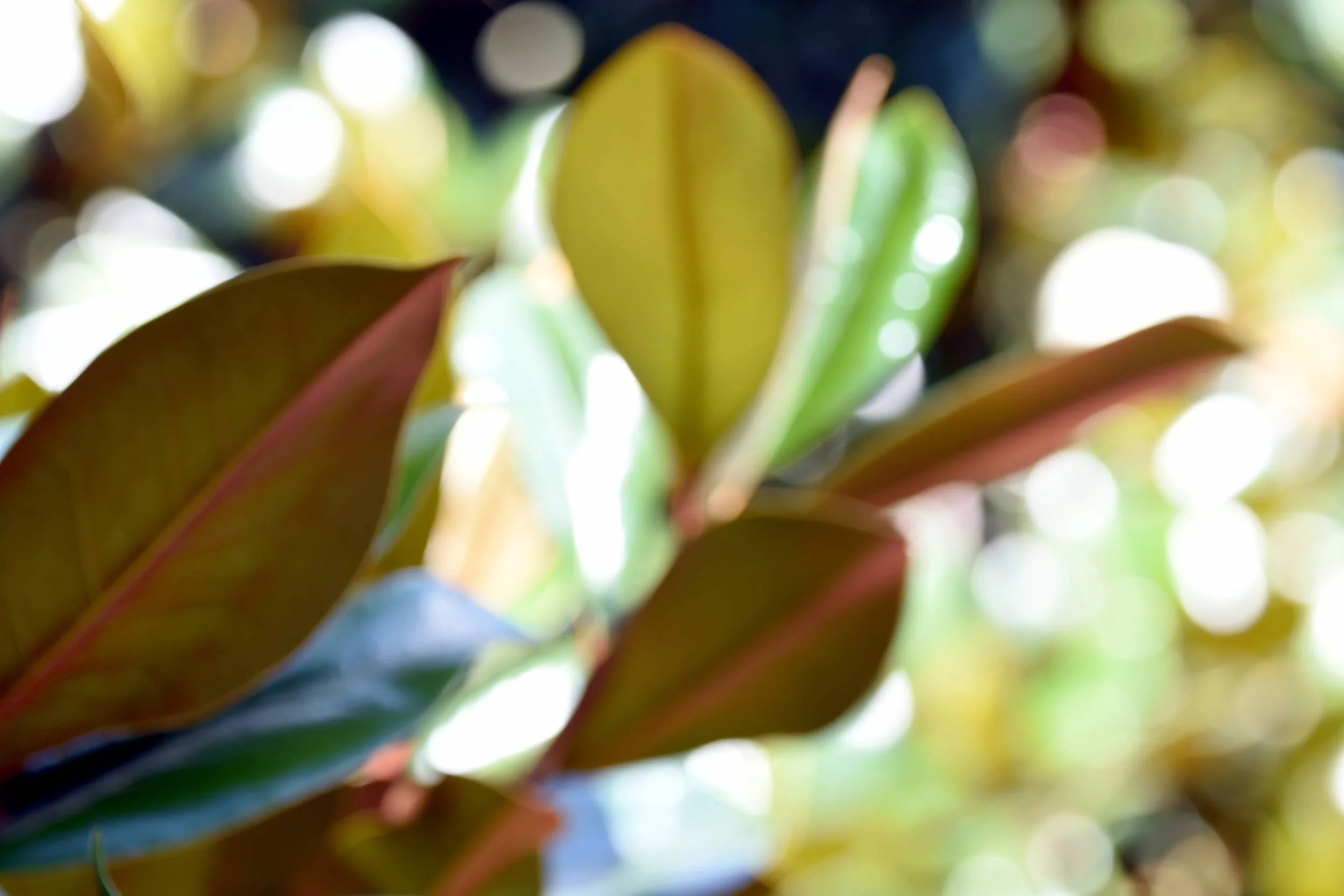 Leaf Glimmer
