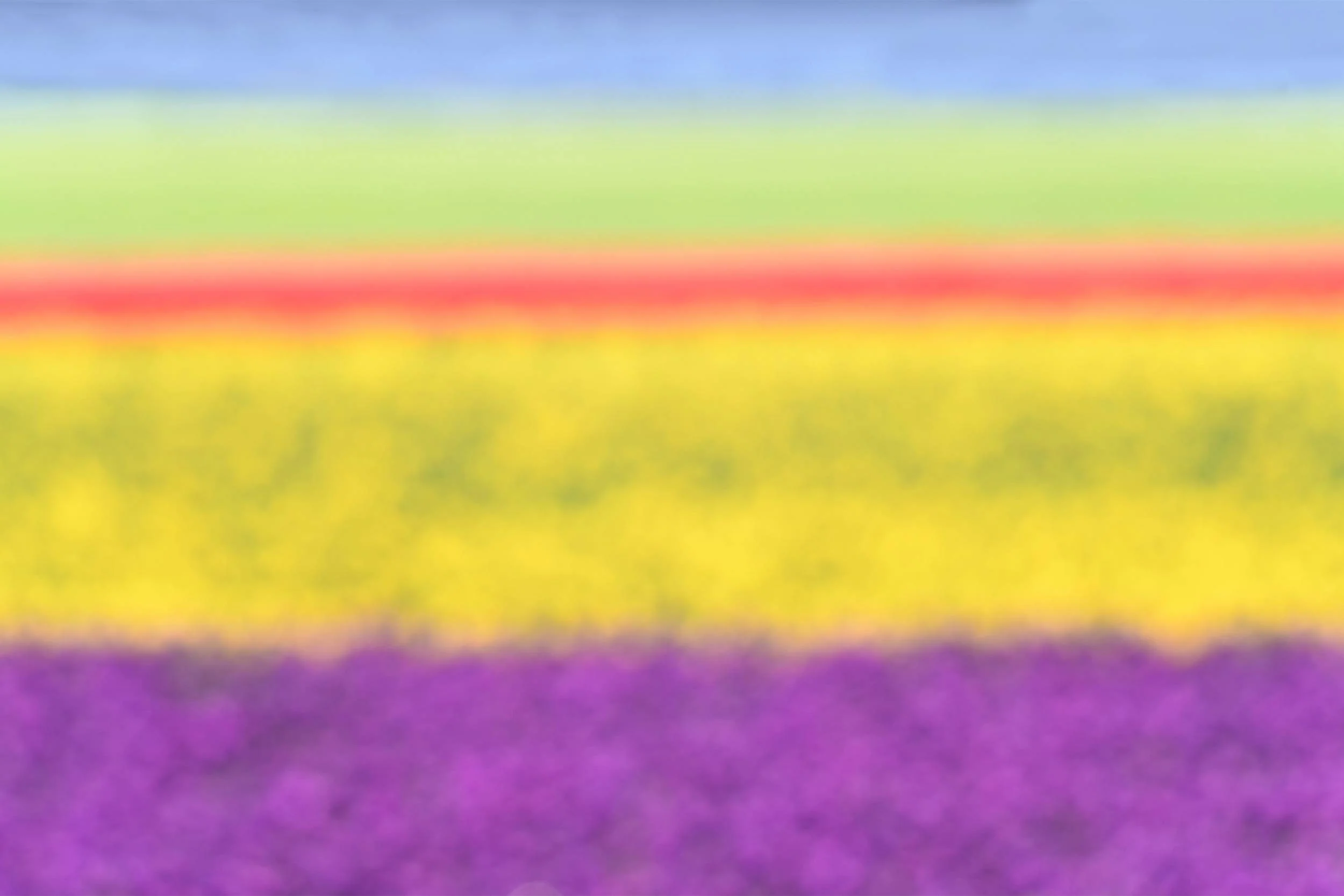 Rainbow Tulips