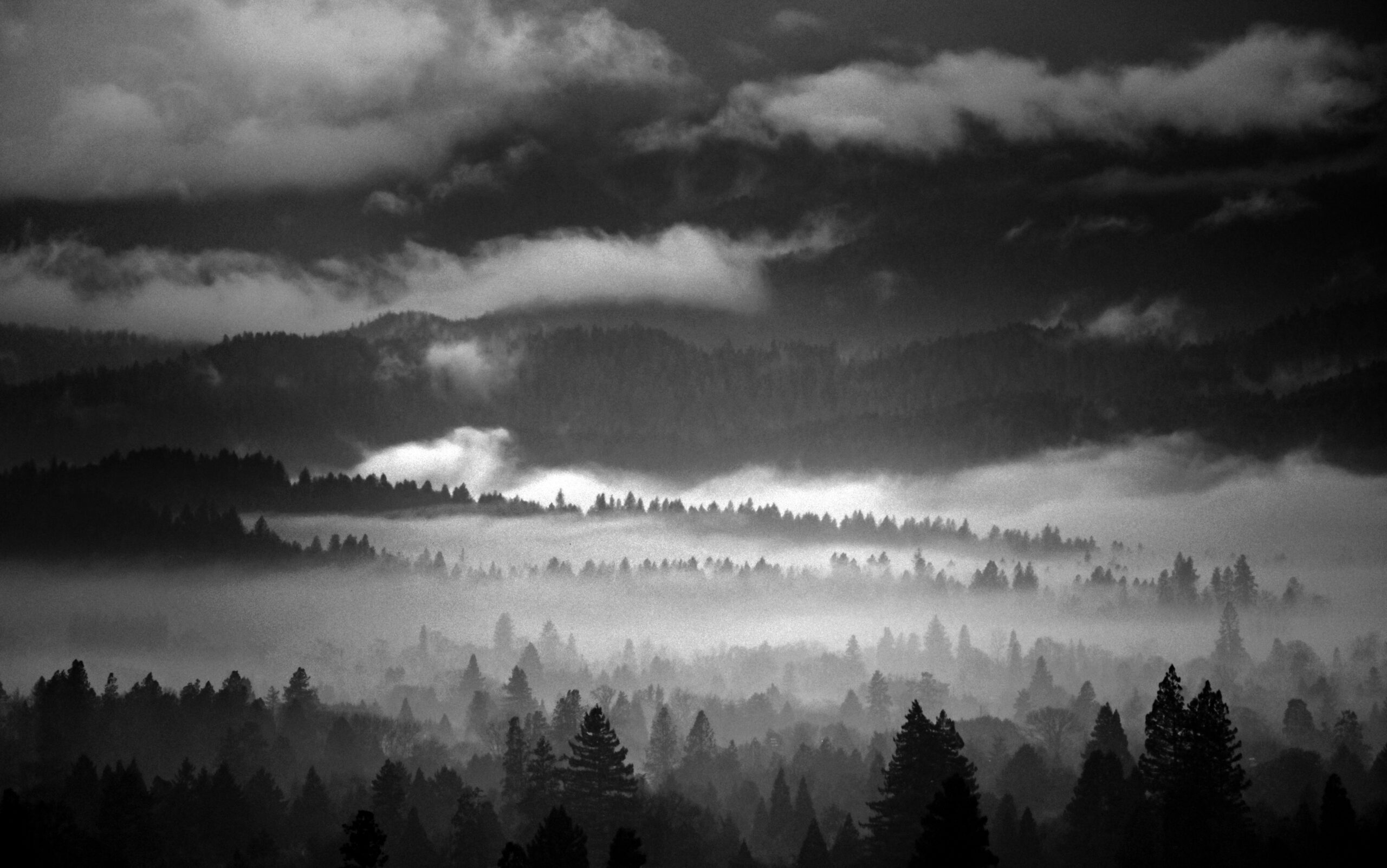 Oregon Fog #1