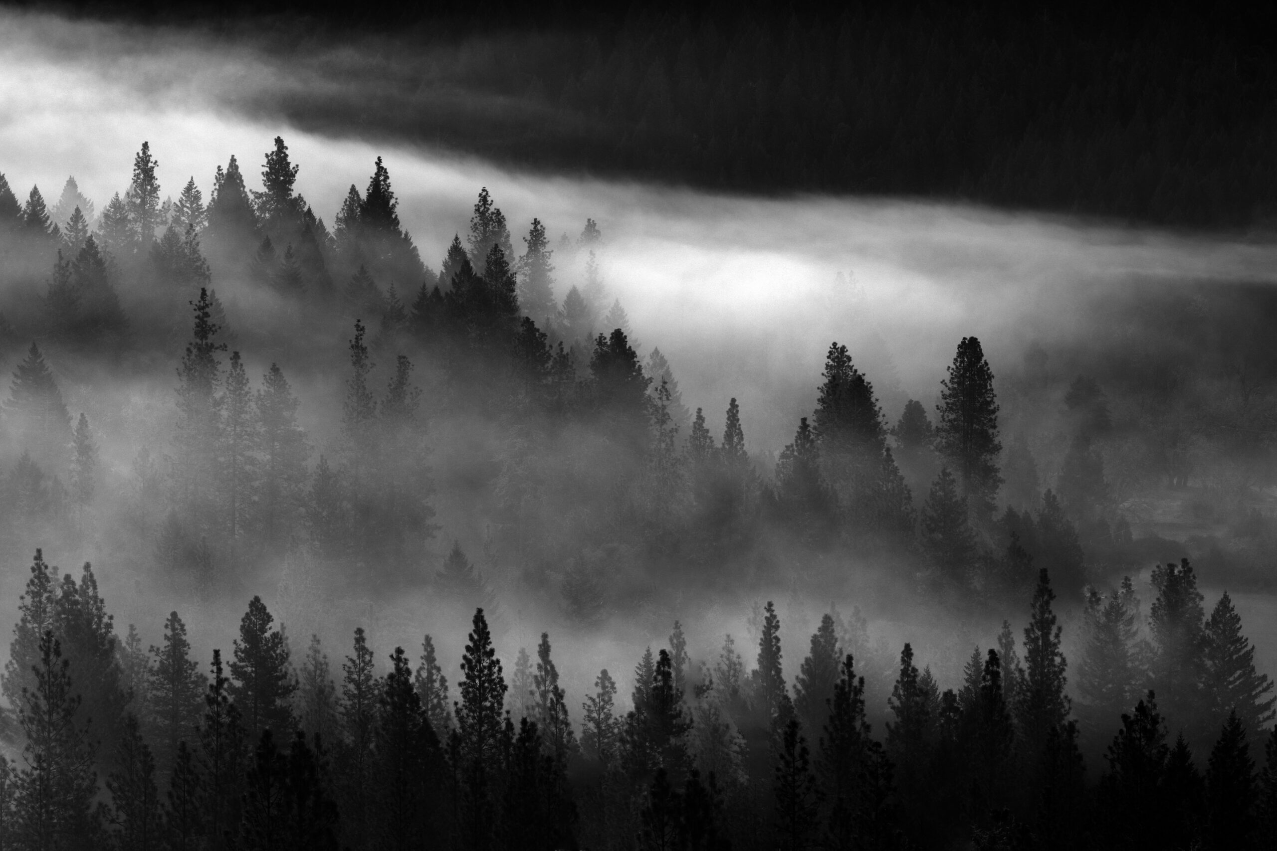 Oregon Fog #2