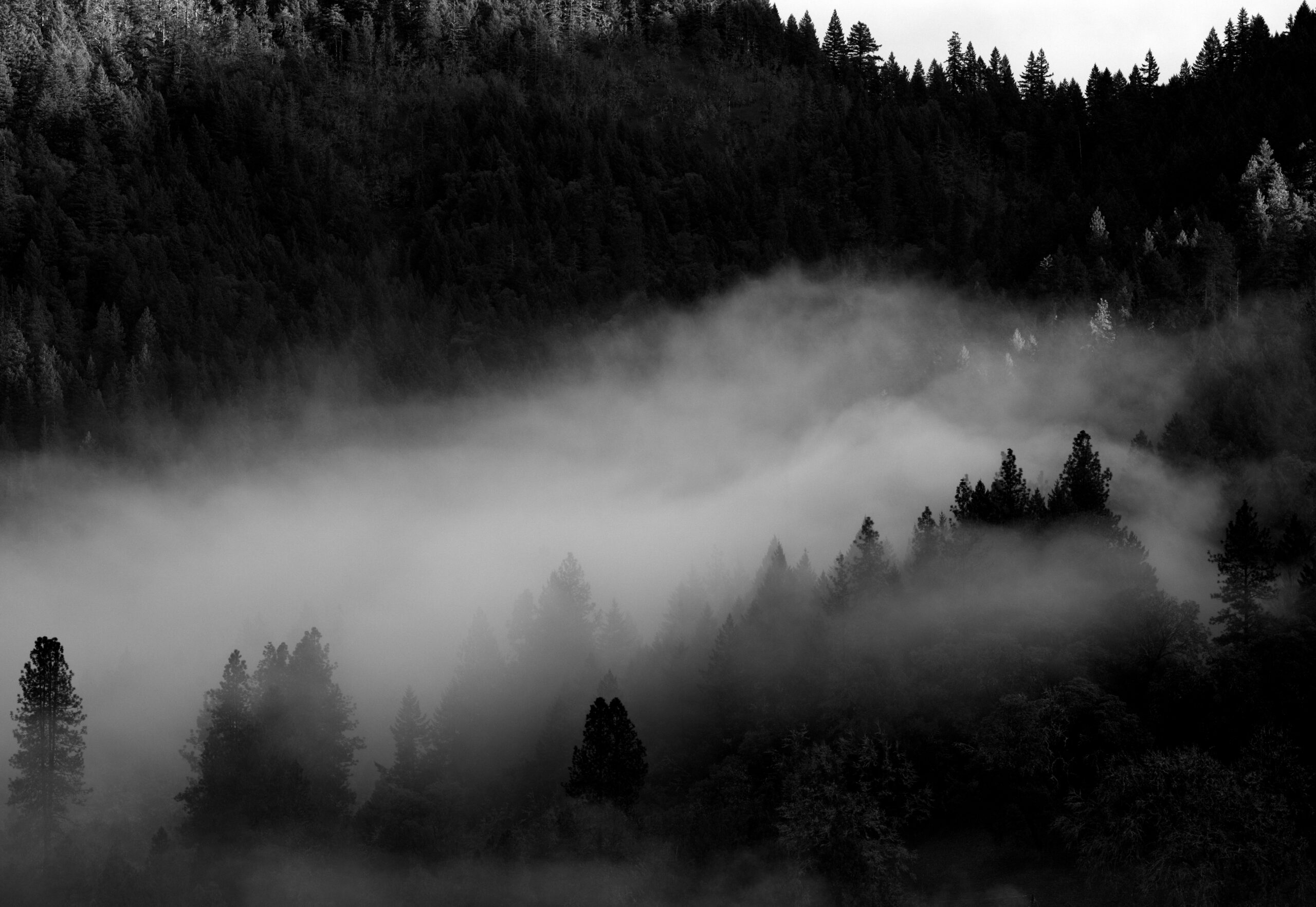 Oregon Fog #3