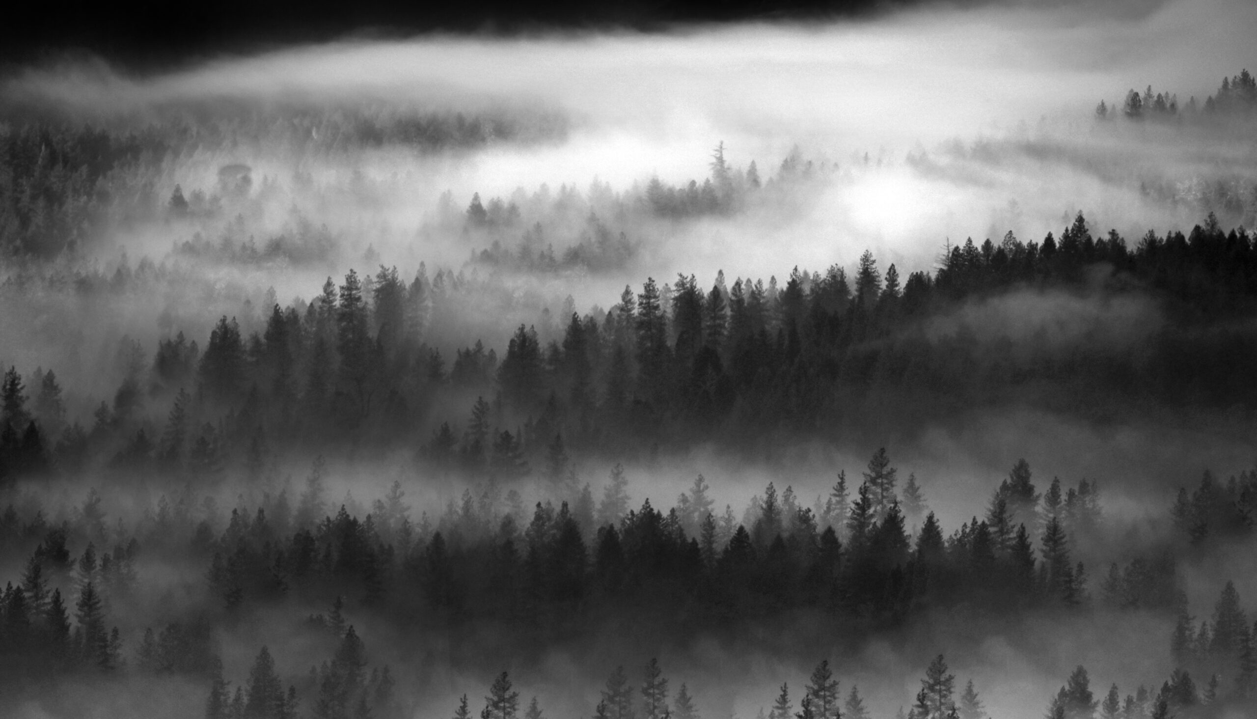 Oregon Fog #4